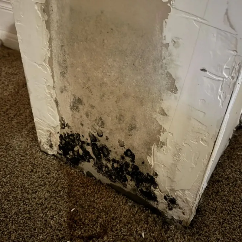 Professional Mold Removal in Merrimack County, NH
